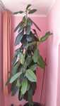 Ficus de apartament