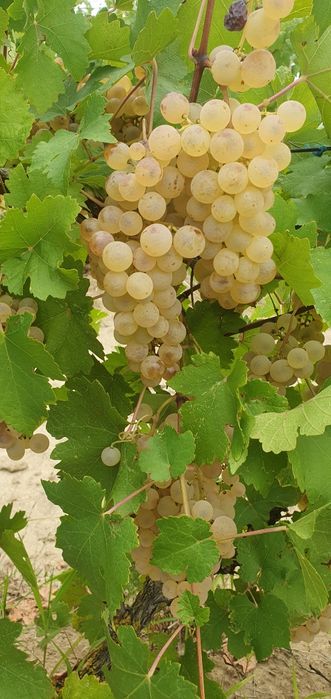Vand struguri de vin