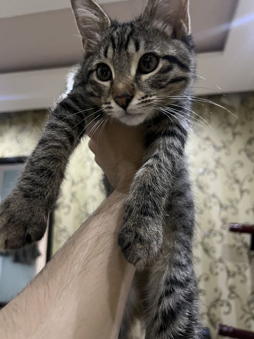 Отдам даром котенка