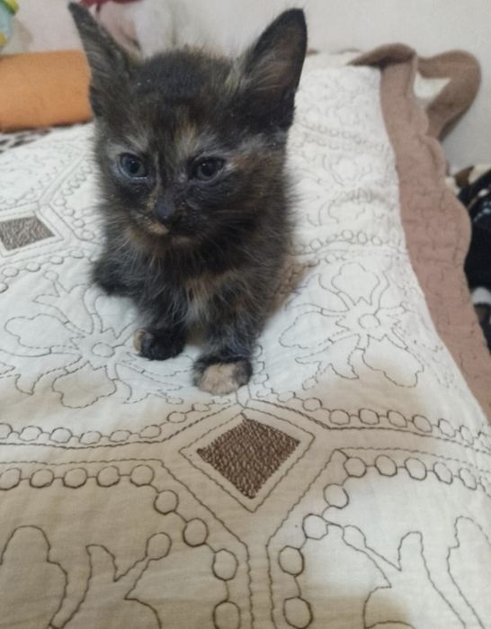 Doua fetițe caută stăpân