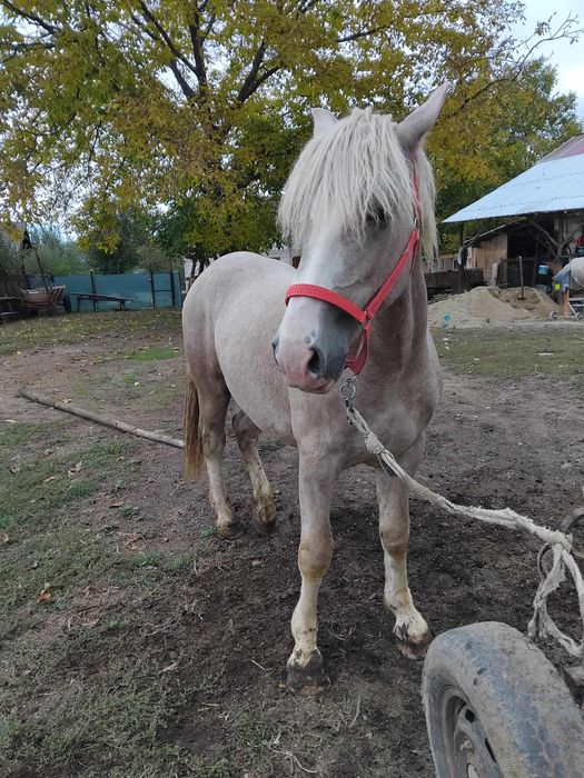 Vand carlan  1.8 luni