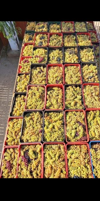 Vând strugurii de vin
