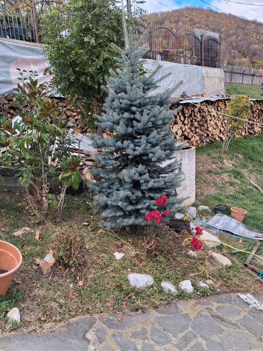 Vând plante ornametale spirale