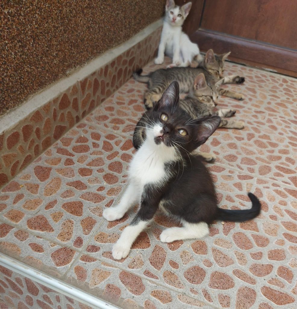 Подаряват се котенца