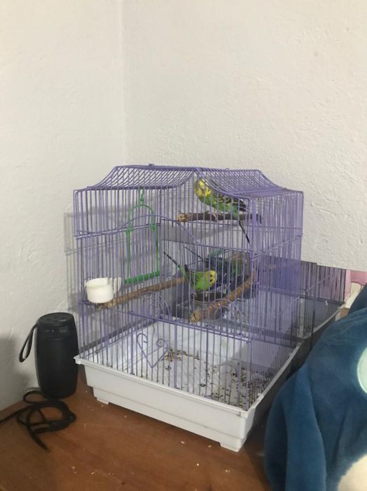 Продам папугай 30к