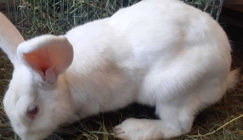 Vind iepuroaica cu 6 pui