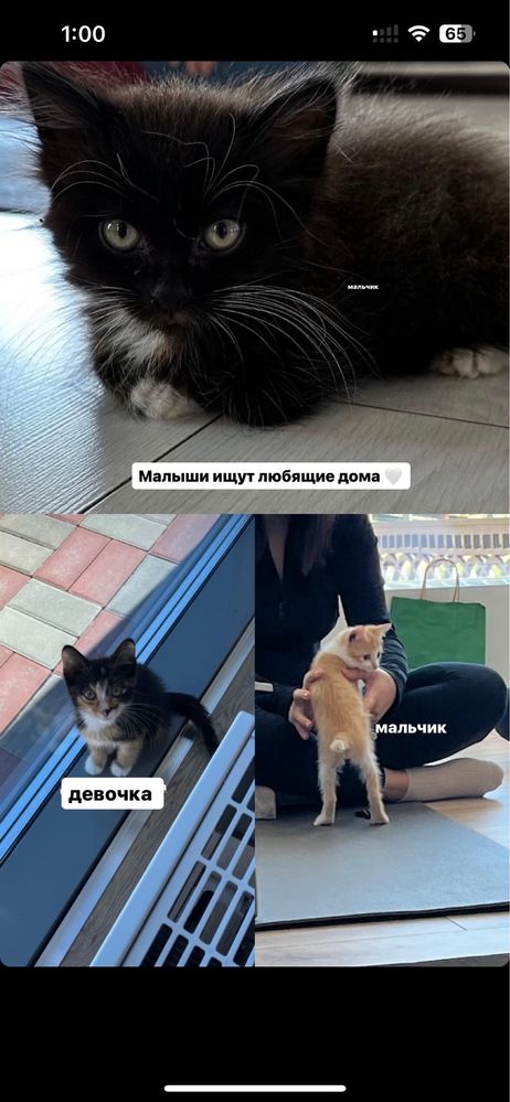 Котята ищут дом ,3 месяца