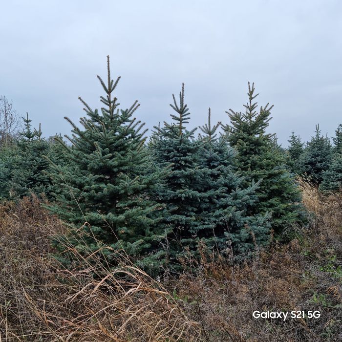 Brazi verzi si arginti