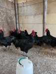 Cocoși australorp negru 2025