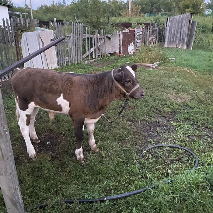 Продам каров 3 головы цена даговорное