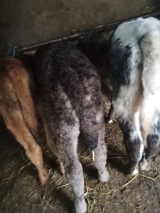 Vând trei viței de lapte