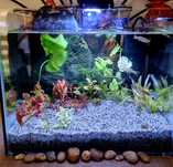 Acvariu de birou Nano cube 12L