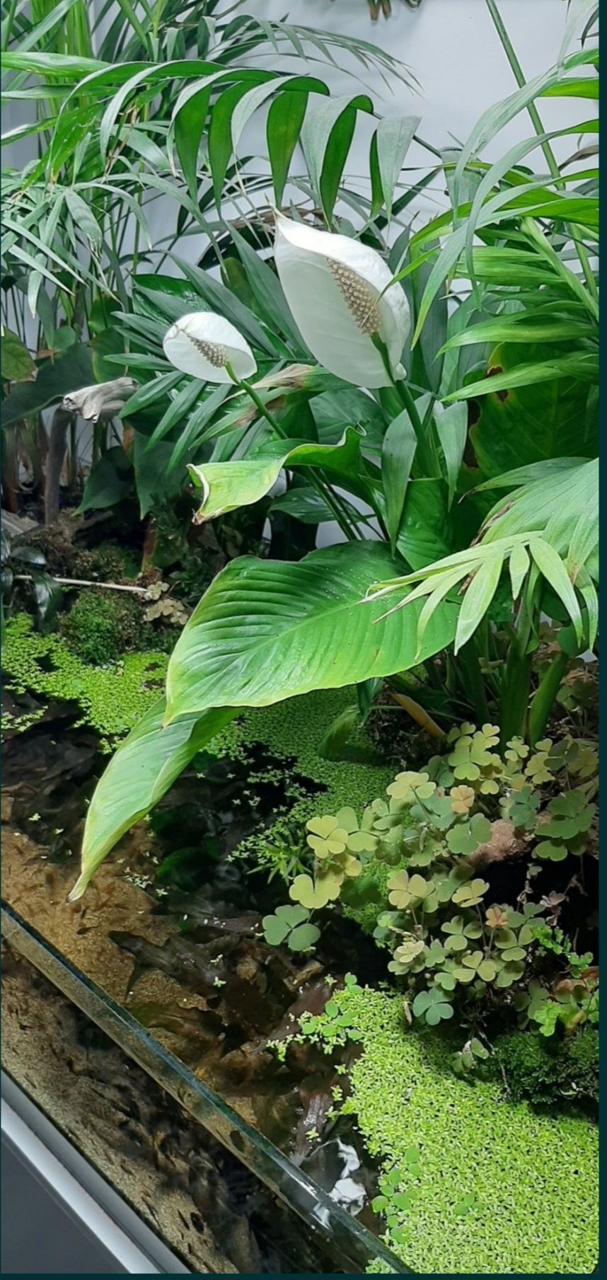 Acvariu terrariu de vanzare