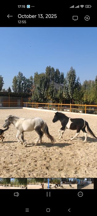 Пони сотилади 1 пара ок кора  эркеги  ок серенвий ургочи