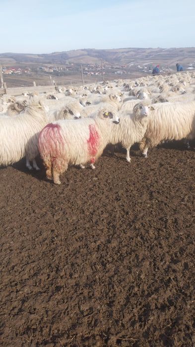 Vând 100 oi țurcane.