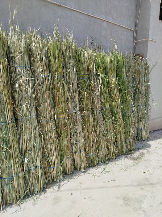 Камышлар бор хар хил турда