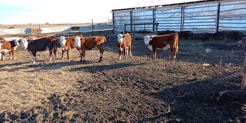 Племенные герефорд подсосы , асыл тукымды ургашы герефорд баспактар