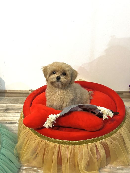 Fetiță Maltipoo – Bella, 3 luni