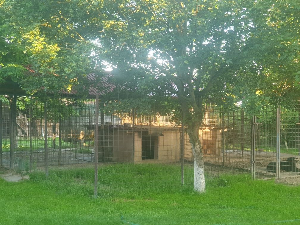Pensiune canina/cazare caini