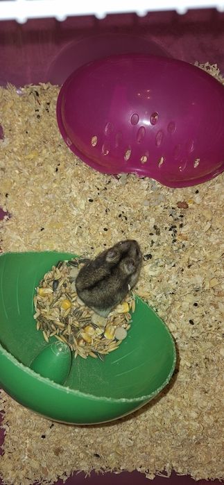 hamster si cusca complet echipata