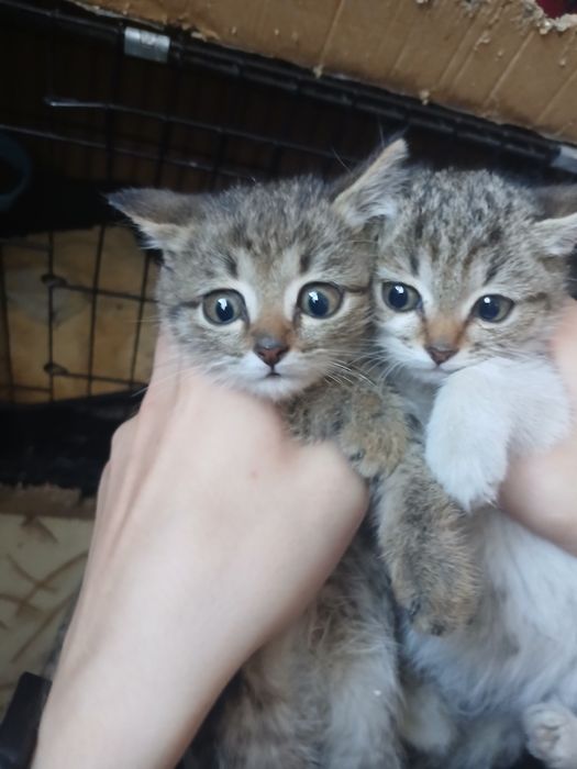 Мальчик и девочка по 1,5 месяца