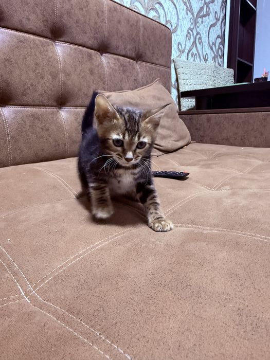 Bengalsky mushuk srochni sotiladi !!!