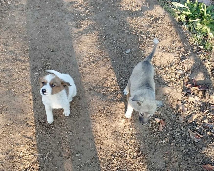 Отдам щенков самовывоз. Среднего размера.