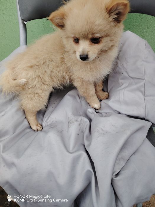 Кученце шипис и померан