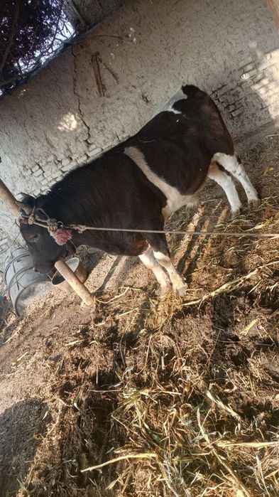 Buqa sotiladi yeb ichishi yaxshi puli 23mln 500ming kelishamiz