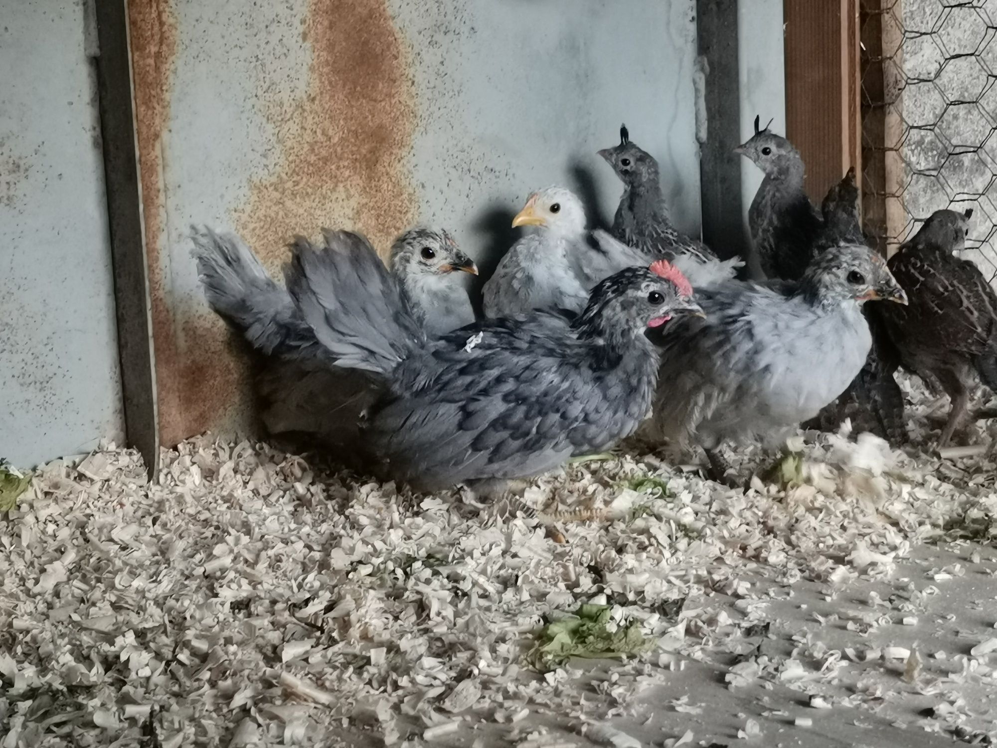Chabo pui  două luni