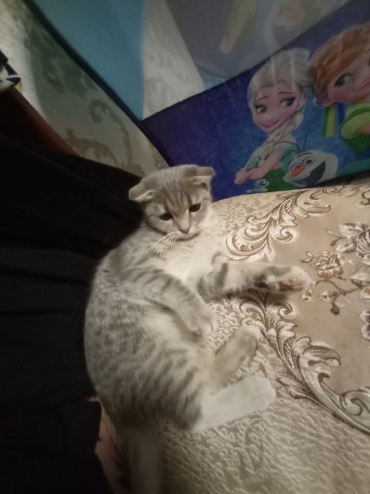 Skoch fold qzbola 5 oyli