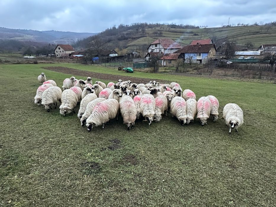 Oi de vanzare !!