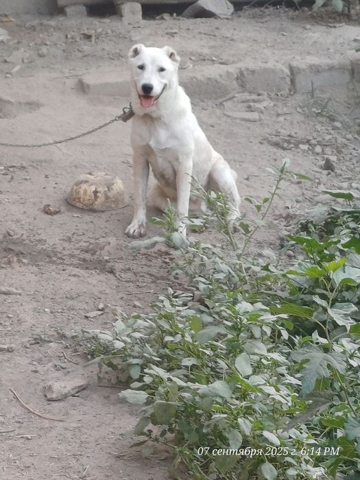 Чупони кучук ургочи