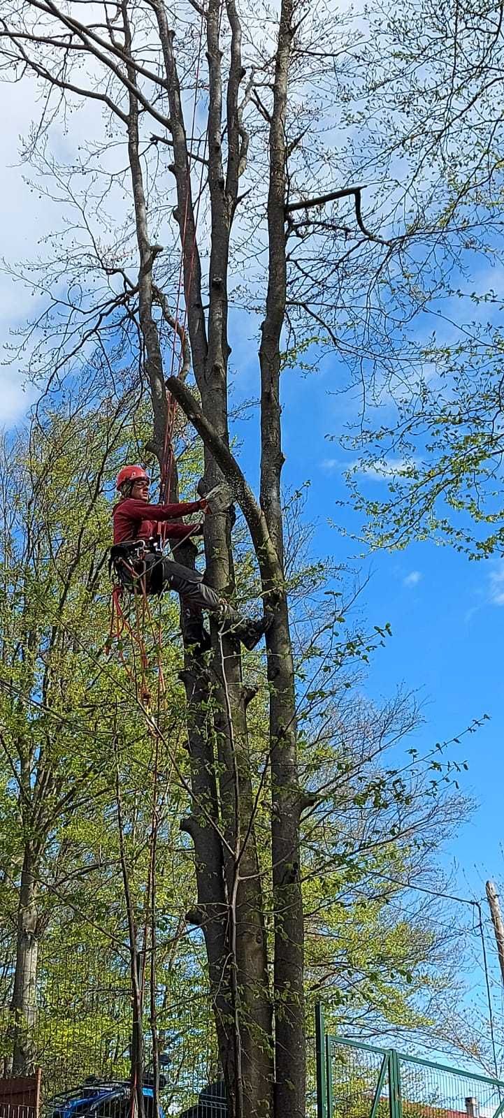 toaletare sau taiere copaci, de la bază/pe bucăți, reducere coroana