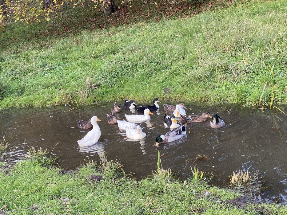 vabd rate rowen mature