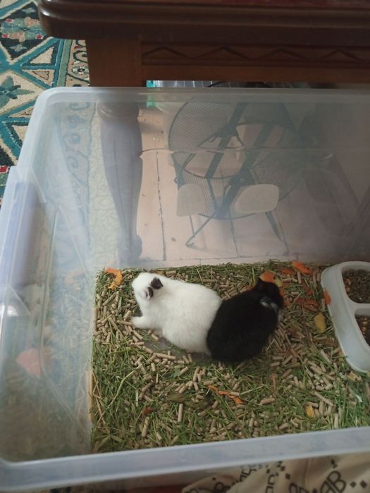 Продам декоративных кроликов