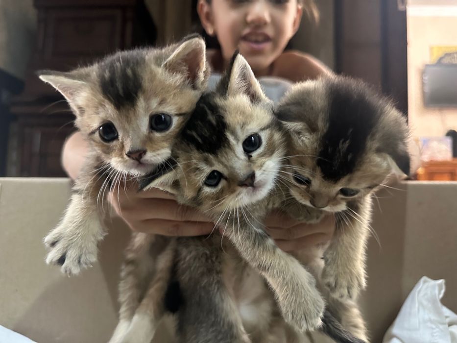 Британский скотиш страйт