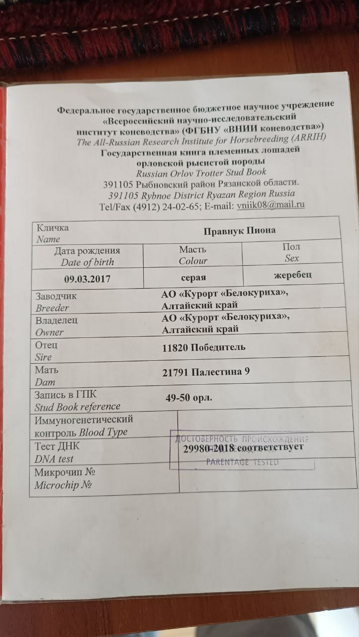 Ayg'ir va Biya sotiladi