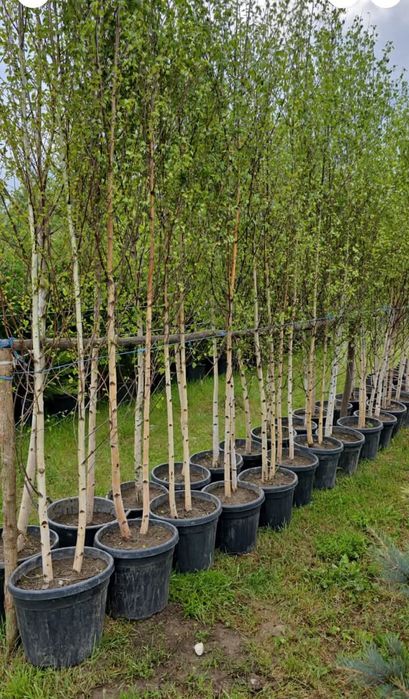 Mesteacăn tei artar