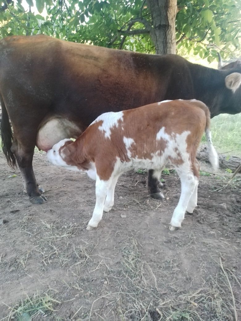 Vaca de vanzare foarte bună de lapte