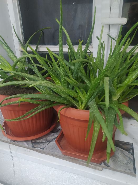 Лечебно Алое имам и малки и големи разтения