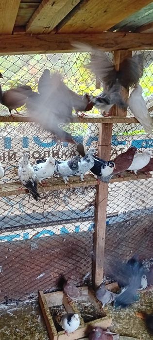 Vând Porumbei voiajori