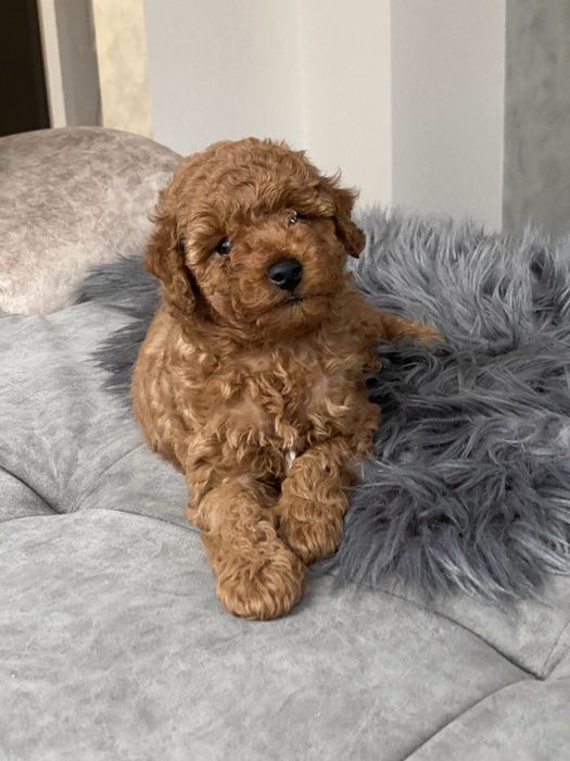 Той пудели на 2 месеца мъжко и женско