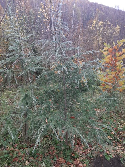 vindem copaci,mesteacăn tei paltin stejar brazi etc