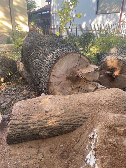 Trunchi de stejar secular