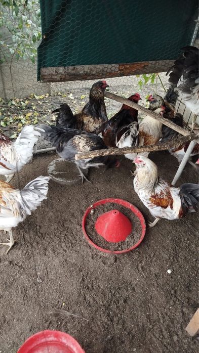 Vand cocosi ameraucana