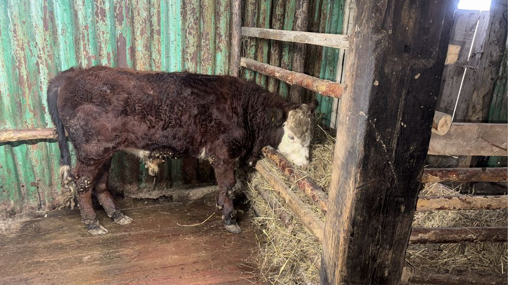 Бычка полтора годоваый белоговый