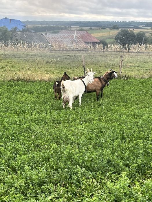 Vând 3 capre si un țap mai multe detali la telefon