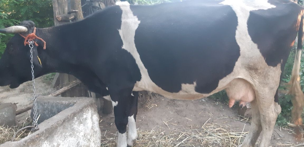 vacă rasa Holstein,bună de lapte.tel07x55x22x59x99