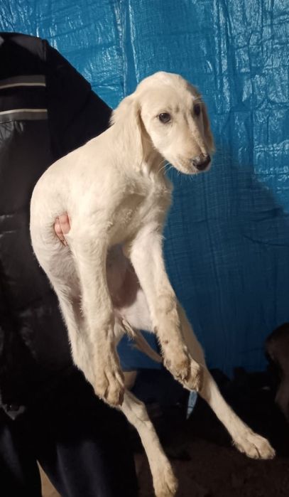 Продаётся шенок тазы